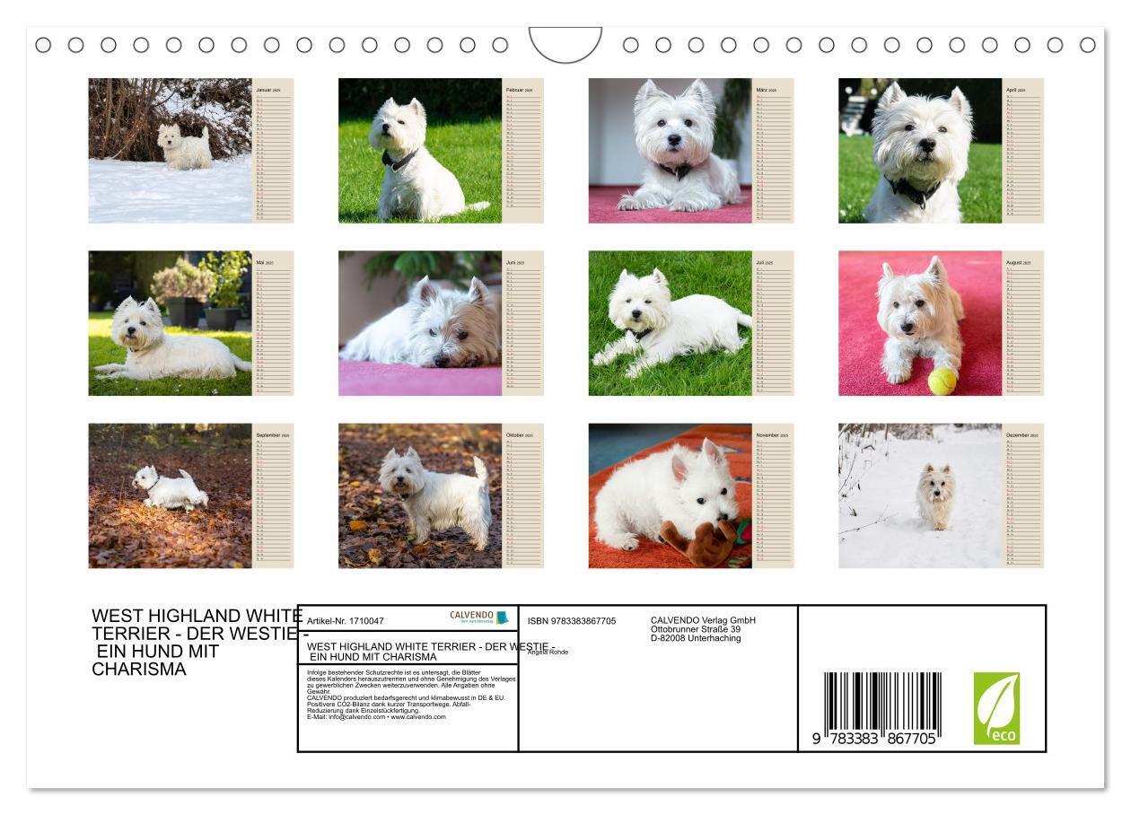 Bild: 9783383867705 | WEST HIGHLAND WHITE TERRIER - DER WESTIE - EIN HUND MIT CHARISMA...