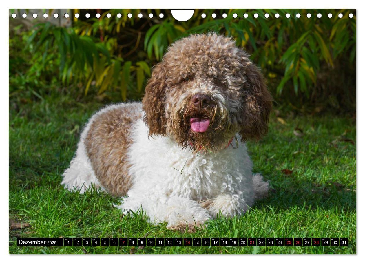 Bild: 9783435570898 | Lagotto Romagnolo - Italienischer Trüffelhund (Wandkalender 2025...