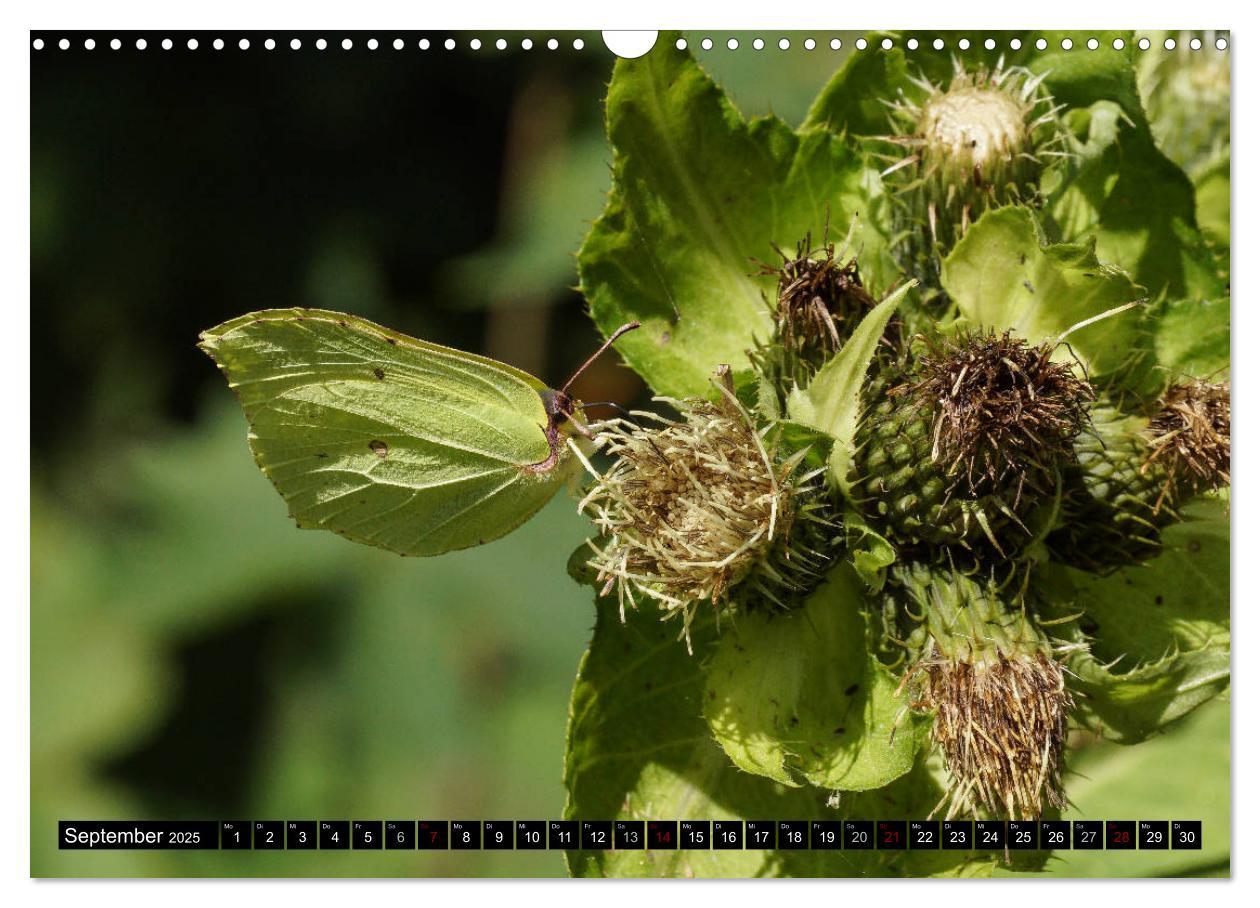 Bild: 9783435324231 | Allgäu - Natur pur (Wandkalender 2025 DIN A3 quer), CALVENDO...