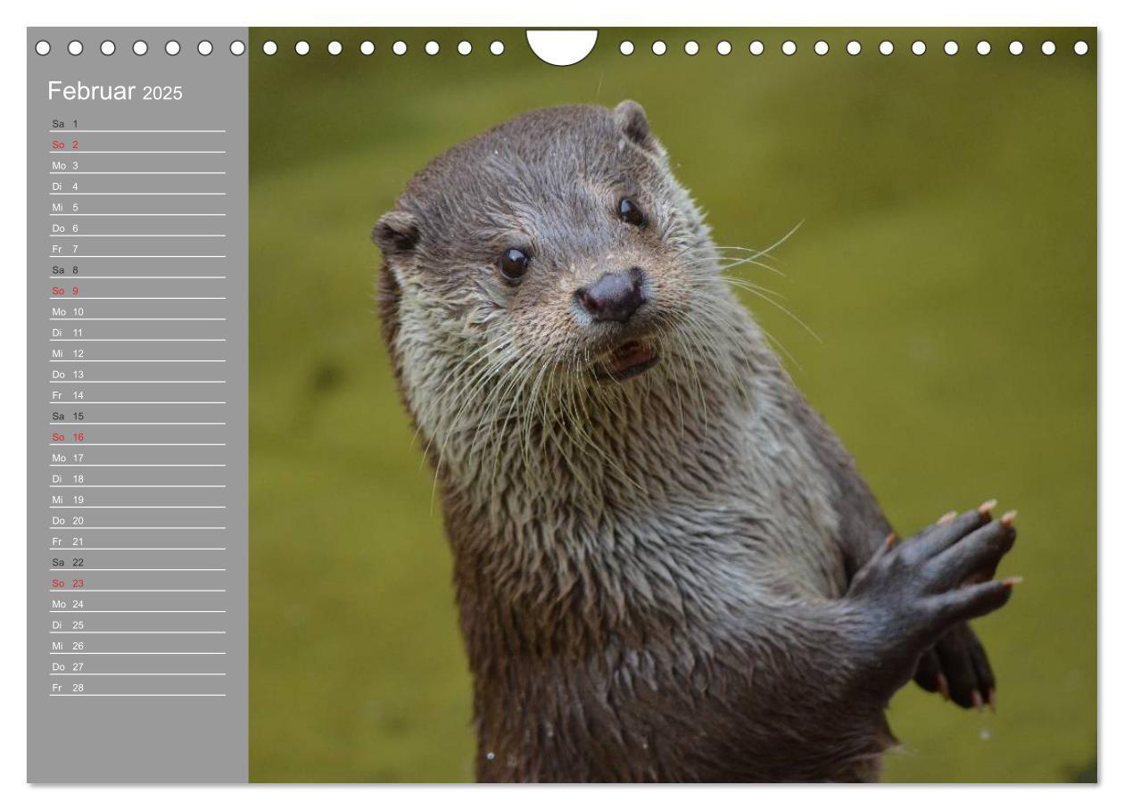 Bild: 9783435549931 | Otter. Frech, laut und clever (Wandkalender 2025 DIN A4 quer),...