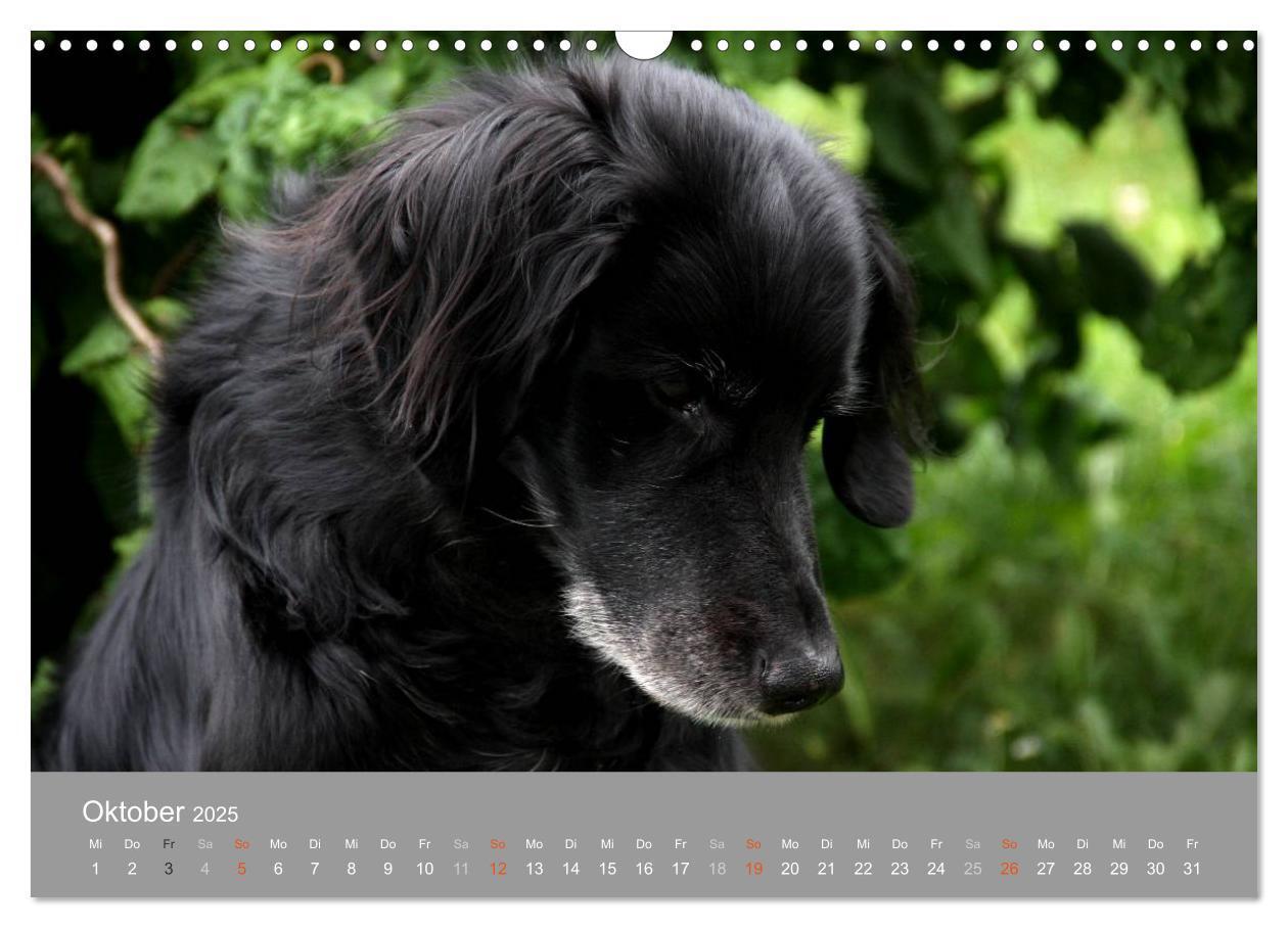 Bild: 9783435643622 | Graue Schnuten - Hunde in den besten Jahren (Wandkalender 2025 DIN...