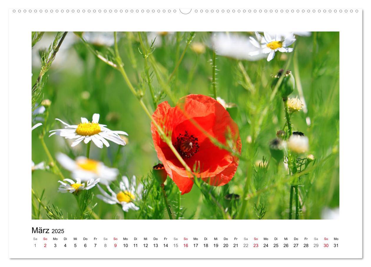 Bild: 9783435135431 | Mohn, zarte Blüten, starke Farben (Wandkalender 2025 DIN A2 quer),...