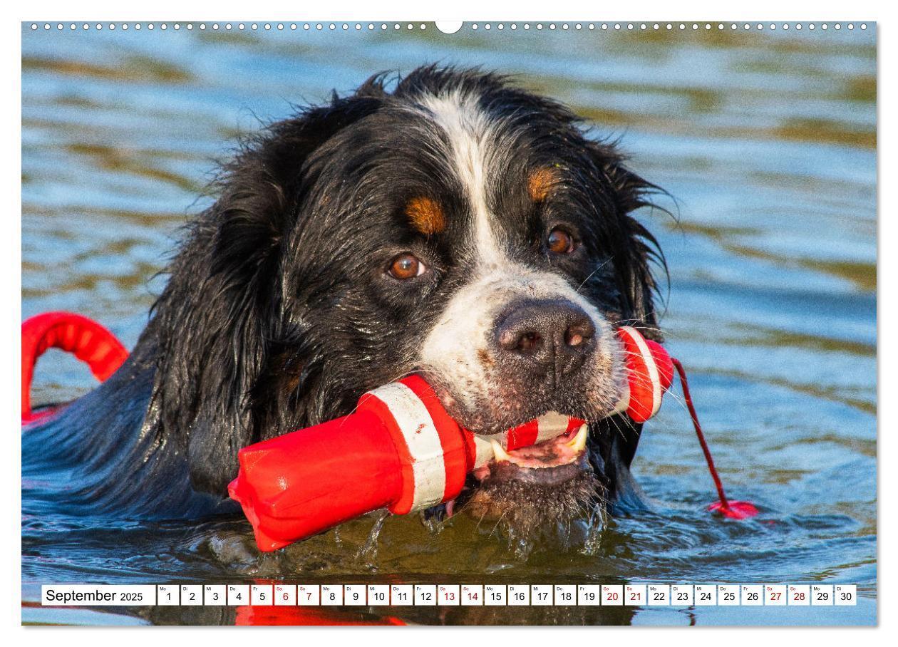 Bild: 9783383924613 | Berner Sennenhund - Eine Liebe für´s Leben (Wandkalender 2025 DIN...