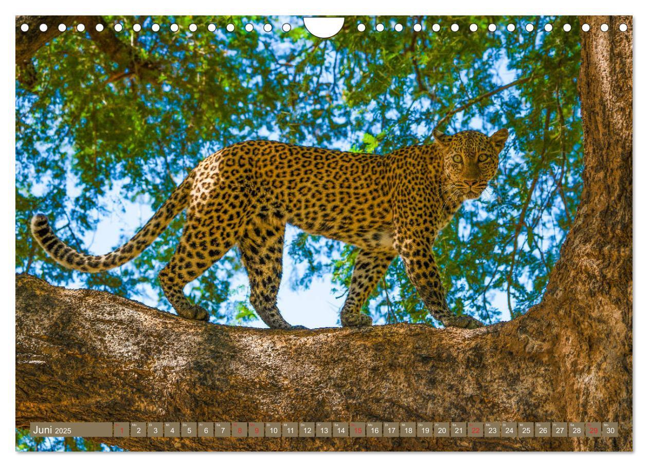 Bild: 9783435313501 | Wildlife Sambia (Wandkalender 2025 DIN A4 quer), CALVENDO...