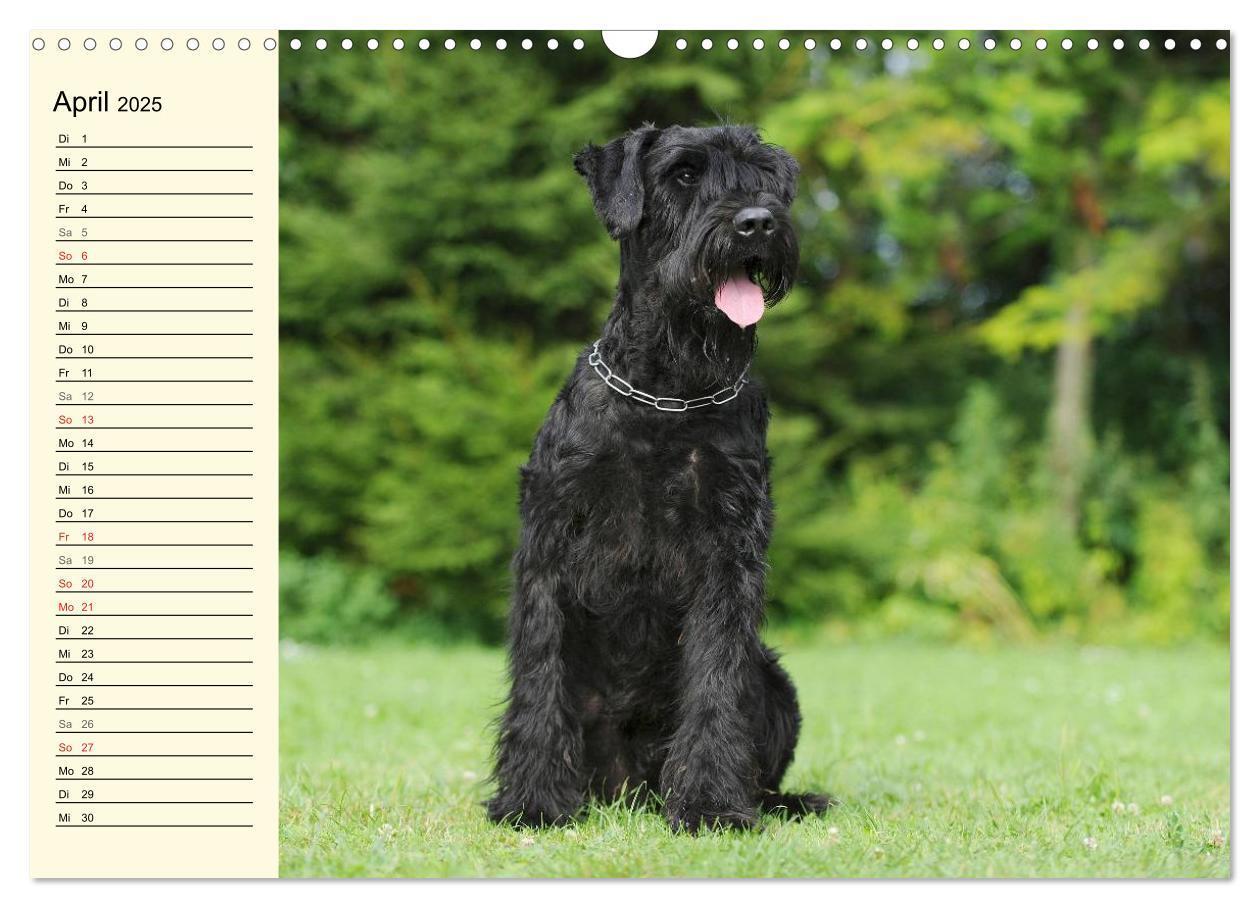 Bild: 9783435545049 | Treuer Freund Riesenschnauzer (Wandkalender 2025 DIN A3 quer),...