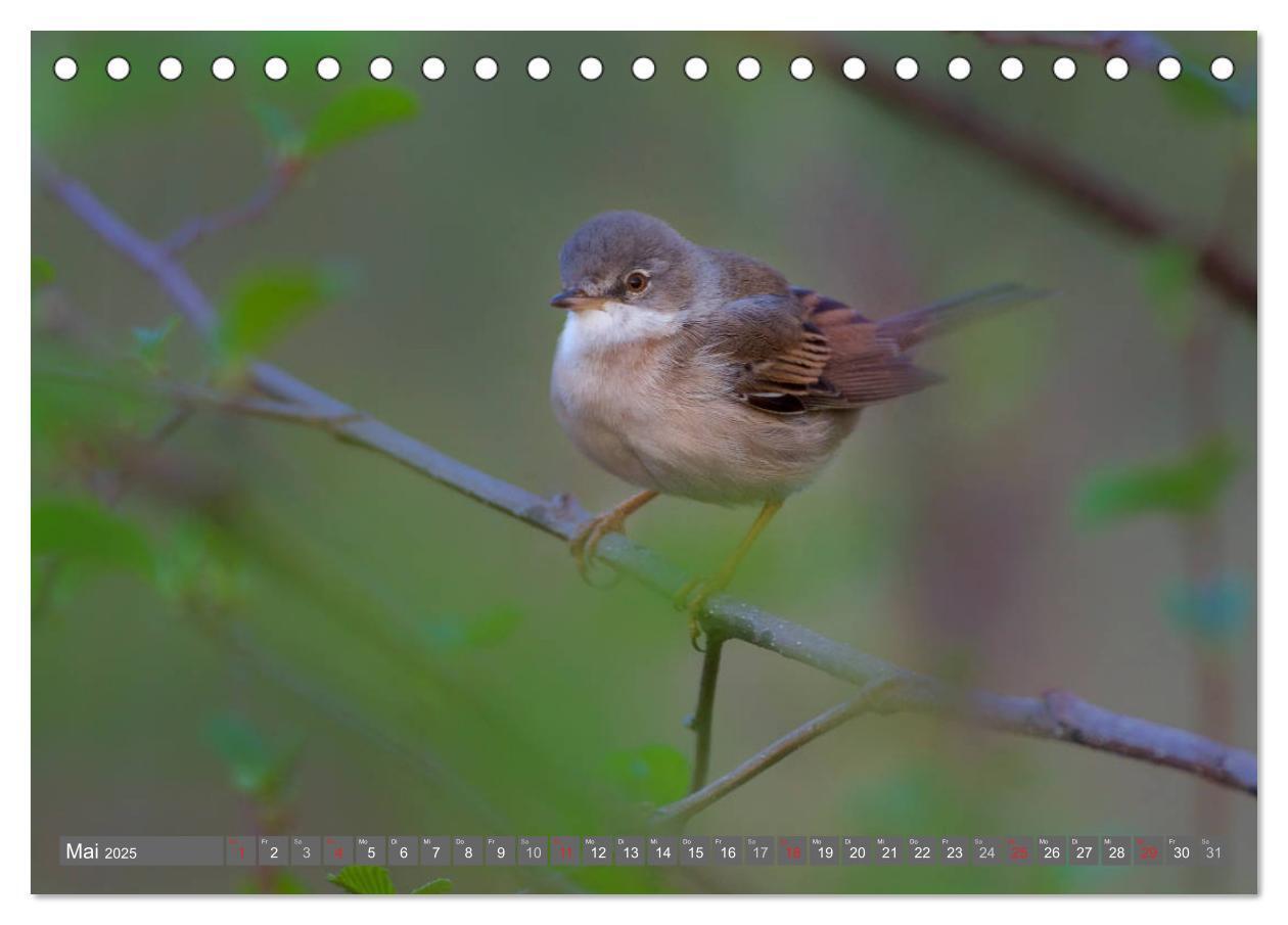 Bild: 9783435824953 | INNE BOTANIK - Vögel im Ruhrpott (Tischkalender 2025 DIN A5 quer),...