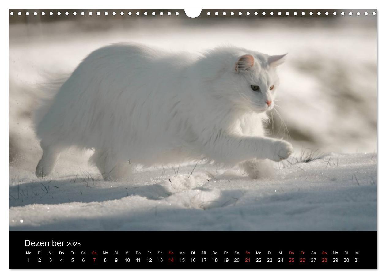 Bild: 9783435537532 | Freigänger - Hauskatzen unterwegs (Wandkalender 2025 DIN A3 quer),...