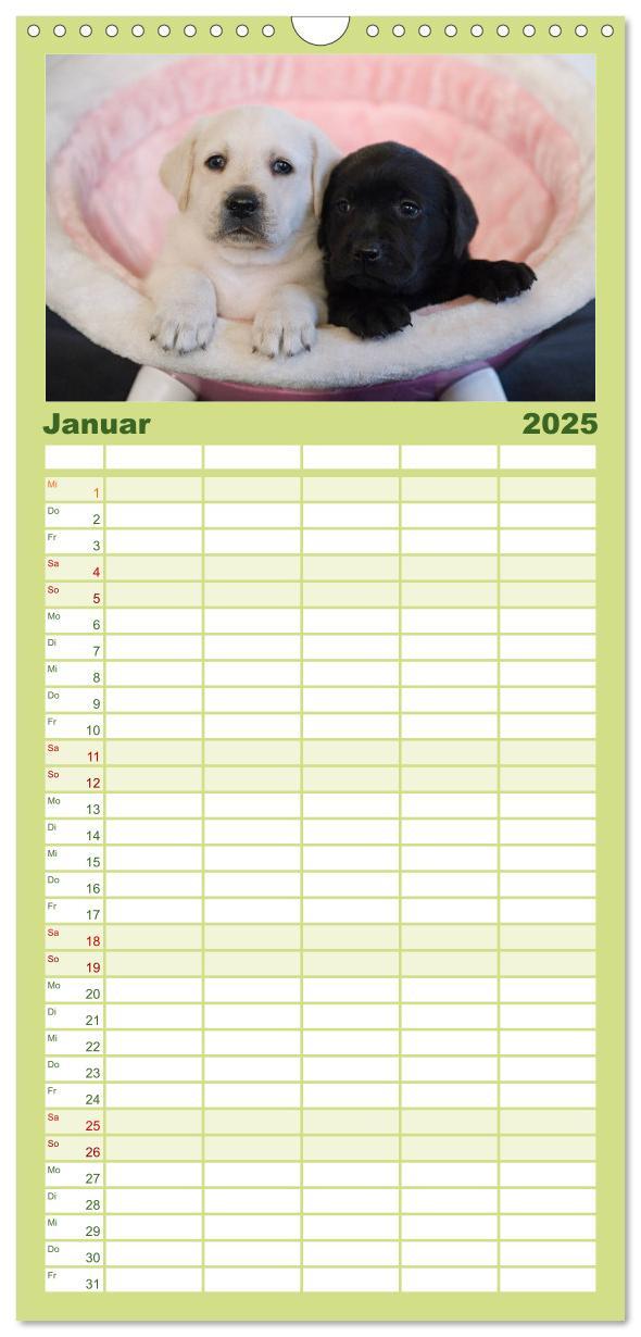 Bild: 9783457110102 | Familienplaner 2025 - Labrador Welpen mit 5 Spalten (Wandkalender,...