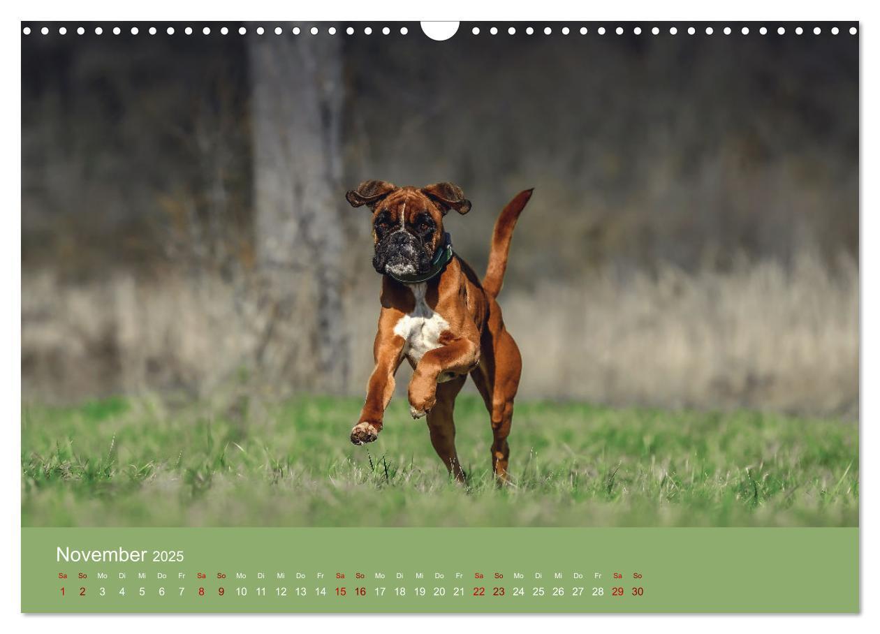 Bild: 9783383856235 | Fantastische Boxer - Sieger der Herzen (Wandkalender 2025 DIN A3...