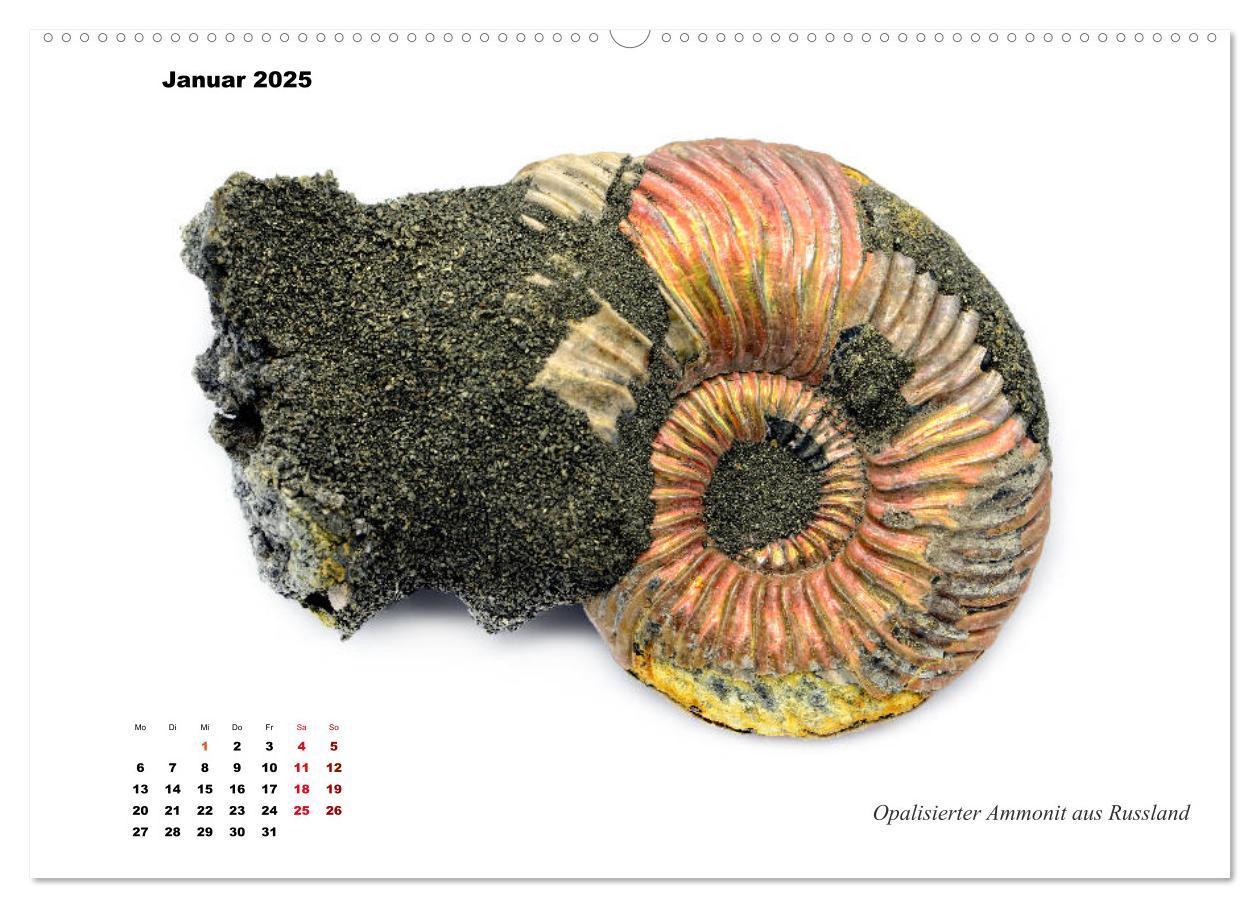 Bild: 9783435253517 | Fossilien - Ammoniten, Trilobiten, Erdgeschichte (Wandkalender 2025...