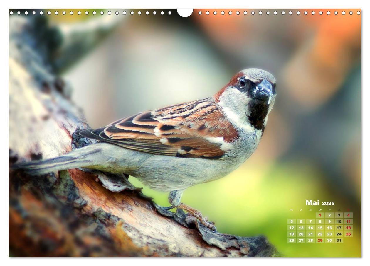 Bild: 9783435728817 | NATUR PUR - Singvögel ganz nah (Wandkalender 2025 DIN A3 quer),...