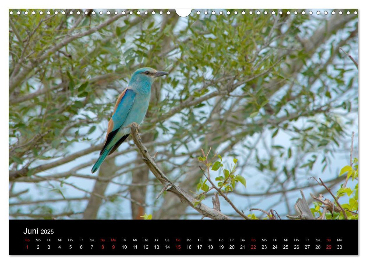 Bild: 9783435768967 | Krüger Nationalpark - Kalender 2025 (Wandkalender 2025 DIN A3...