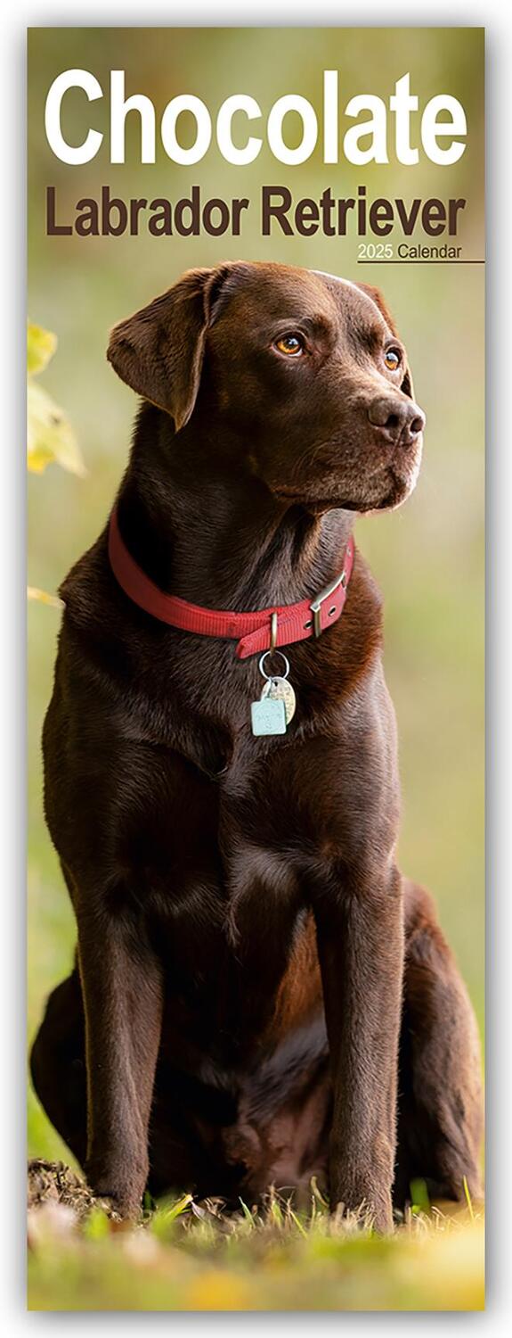 Cover: 9781804605127 | Chocolate Labrador Retriever - Schokoladenfarbener Labrador...