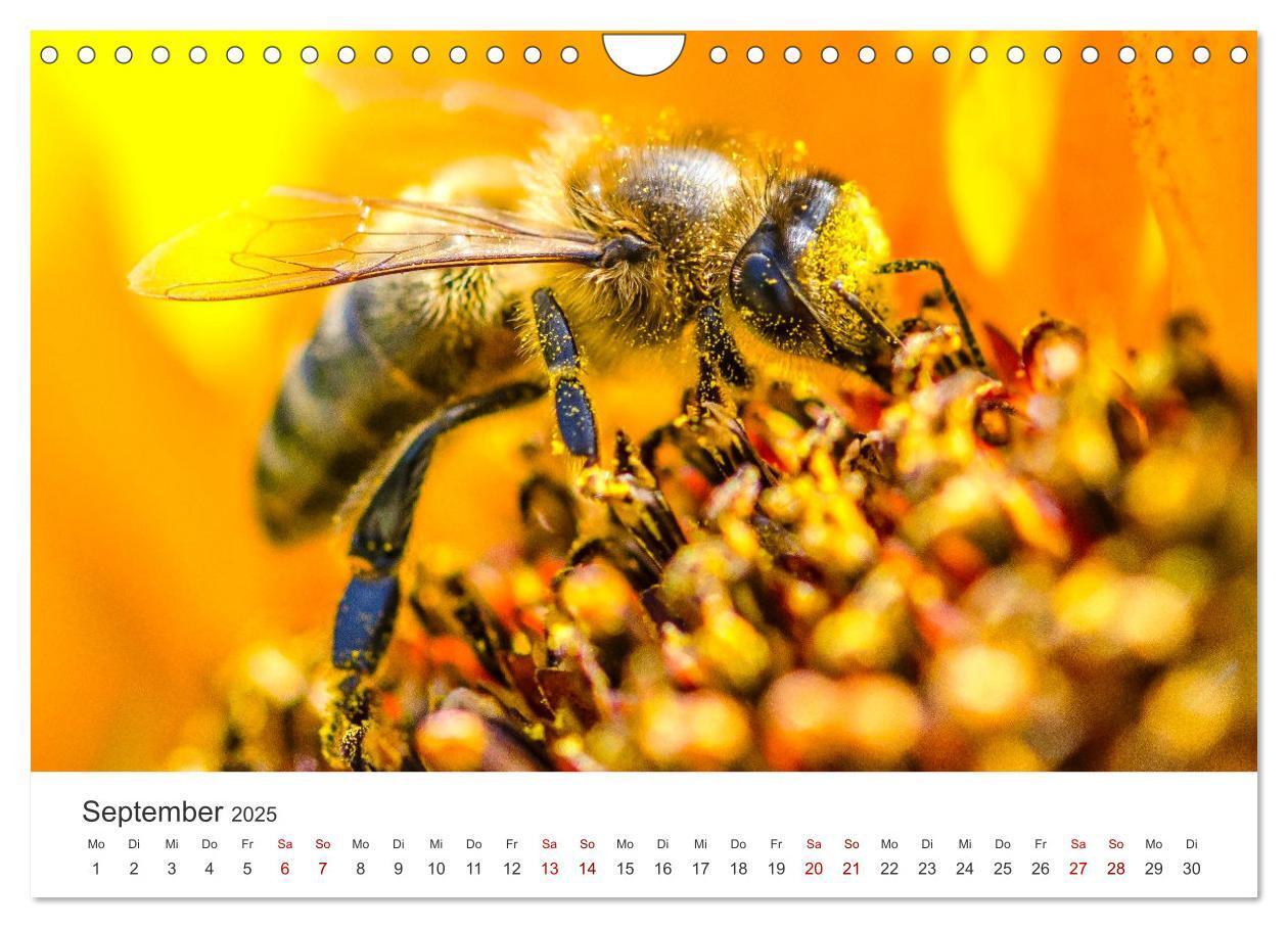 Bild: 9783383927485 | Die Welt der fleißigen Bienen (Wandkalender 2025 DIN A4 quer),...