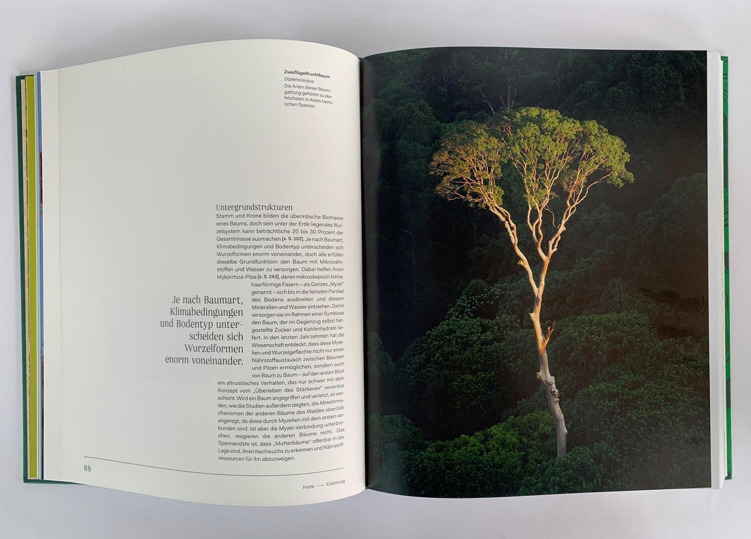 Bild: 9783832169176 | Bäume | Leben und Bedeutung | Paul Smith | Buch | Deutsch | 2022