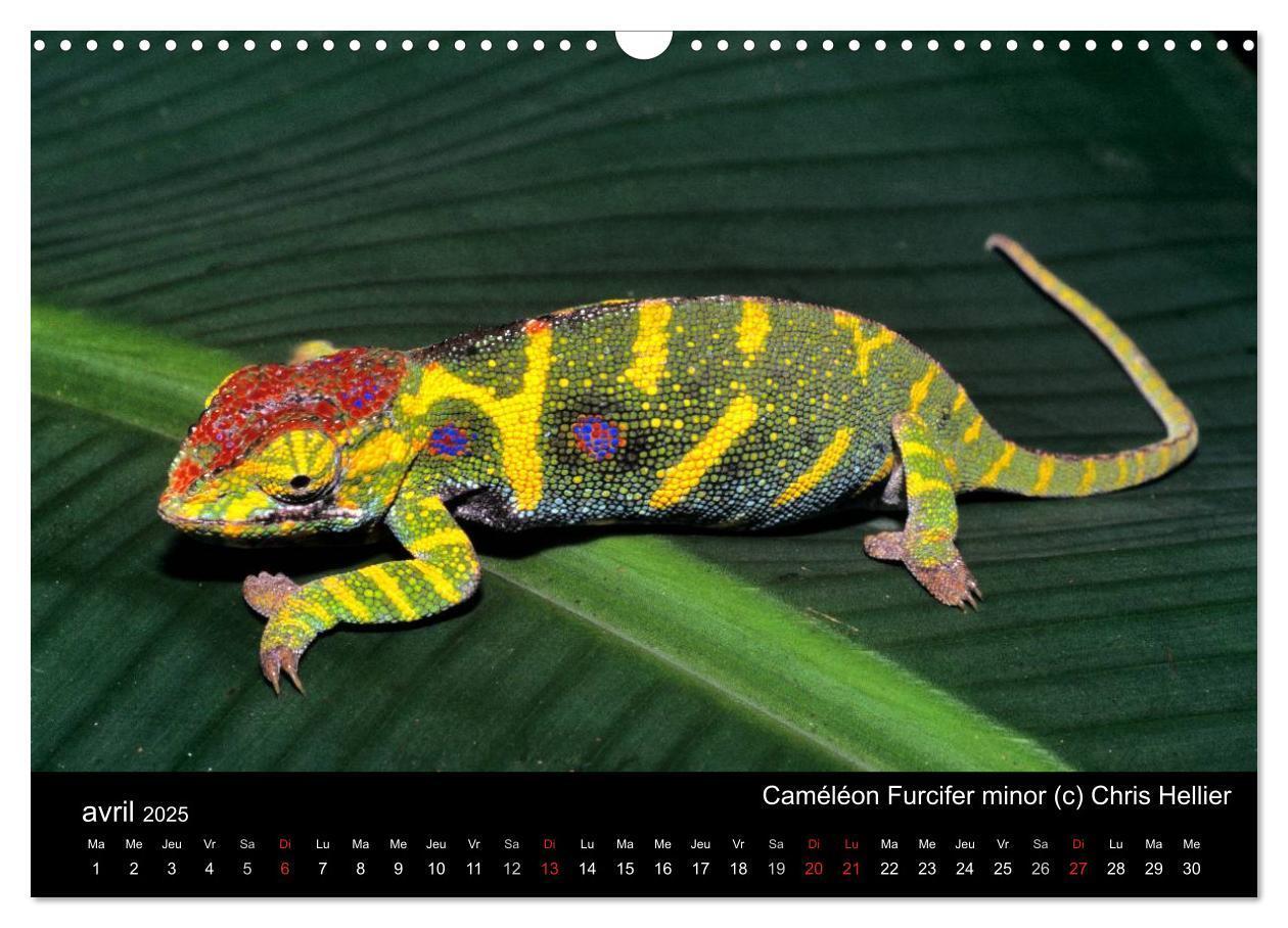 Bild: 9781325954407 | Caméléons - Petits dragons d'Afrique. (Calendrier mural 2025 DIN A3...