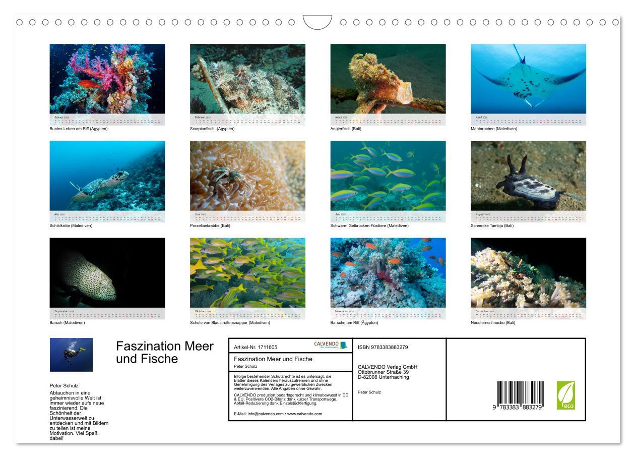 Bild: 9783383883279 | Faszination Meer und Fische (Wandkalender 2025 DIN A3 quer),...