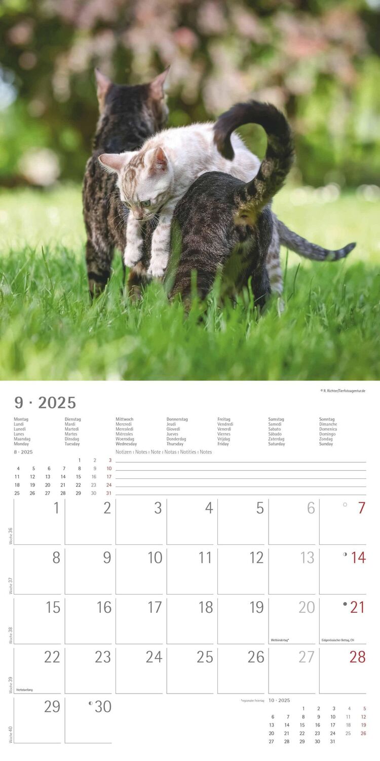 Bild: 4251732340827 | Funny Cats 2025 - Broschürenkalender 30x30 cm (30x60 geöffnet) -...