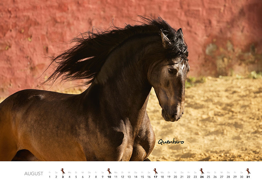 Bild: 9783966648318 | Pferde Kalender 2025 Wandkalender | Kalender | Spiralbindung | 14 S.