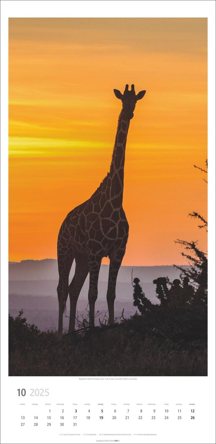 Bild: 9783839901397 | Giraffen Kalender 2025 | Kalender | Spiralbindung | 14 S. | Deutsch