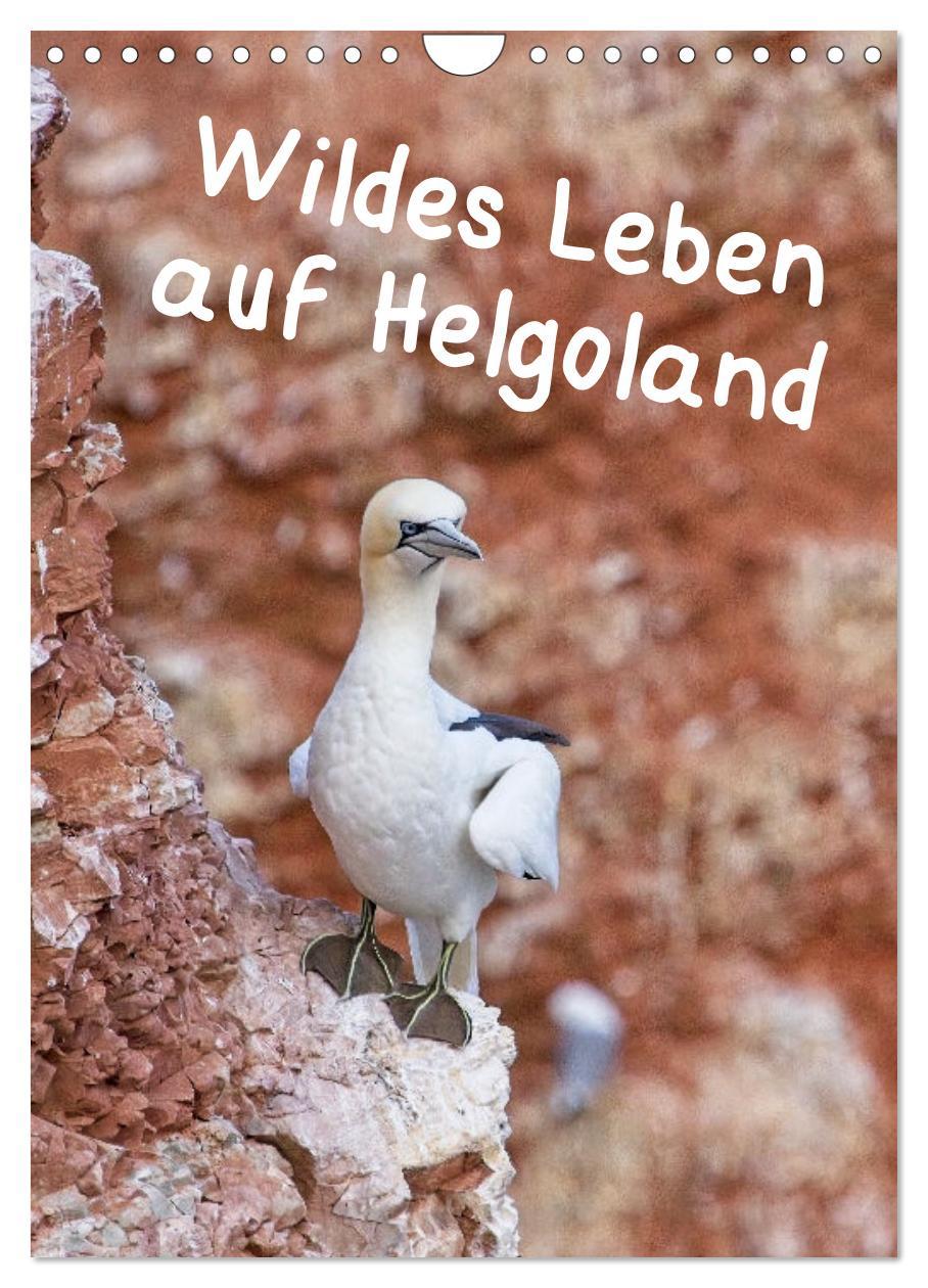 Cover: 9783435869565 | Wildes Leben auf Helgoland (Wandkalender 2025 DIN A4 hoch),...