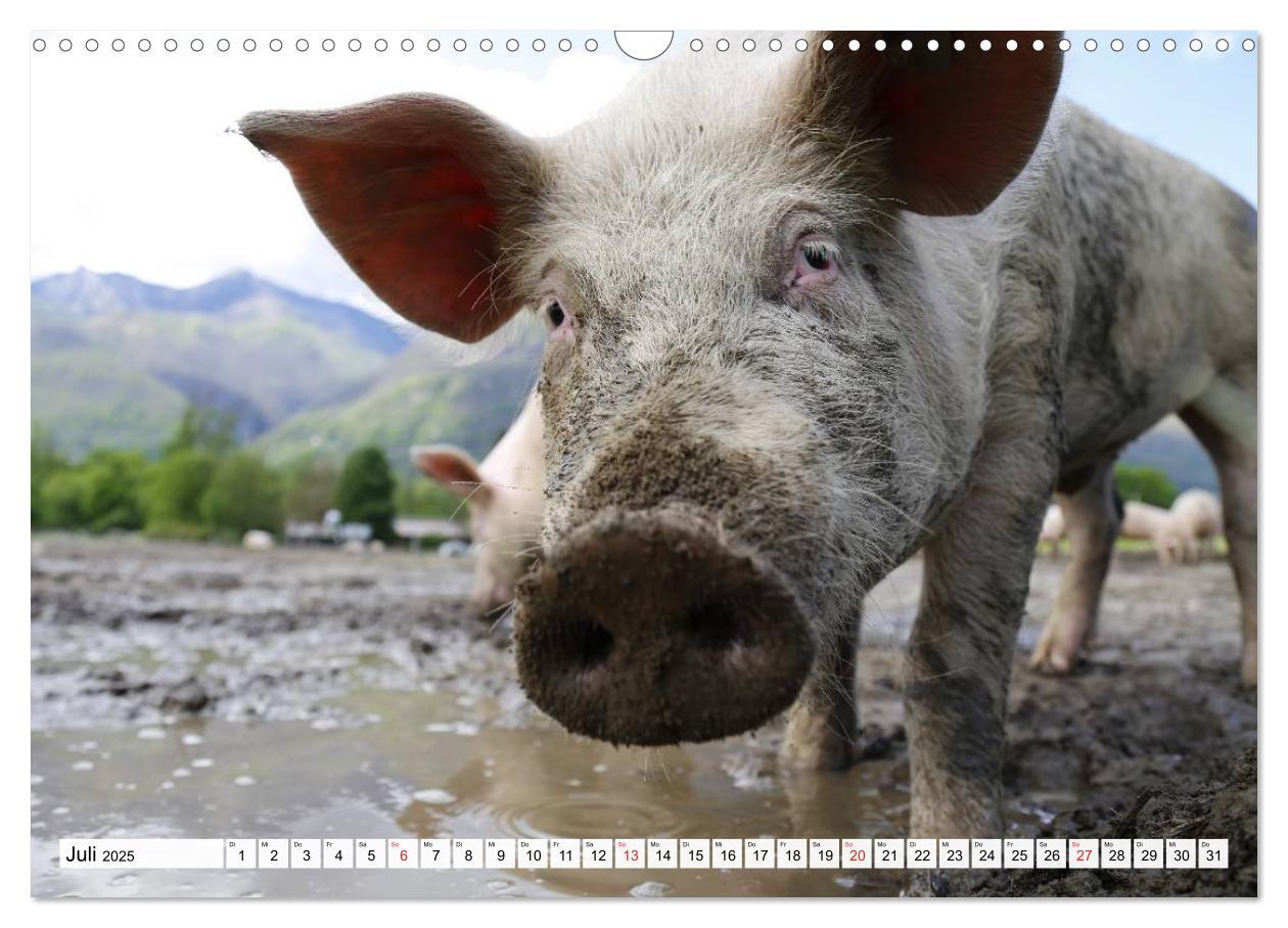 Bild: 9783435601936 | Von Säuen die Schwein haben! (Wandkalender 2025 DIN A3 quer),...