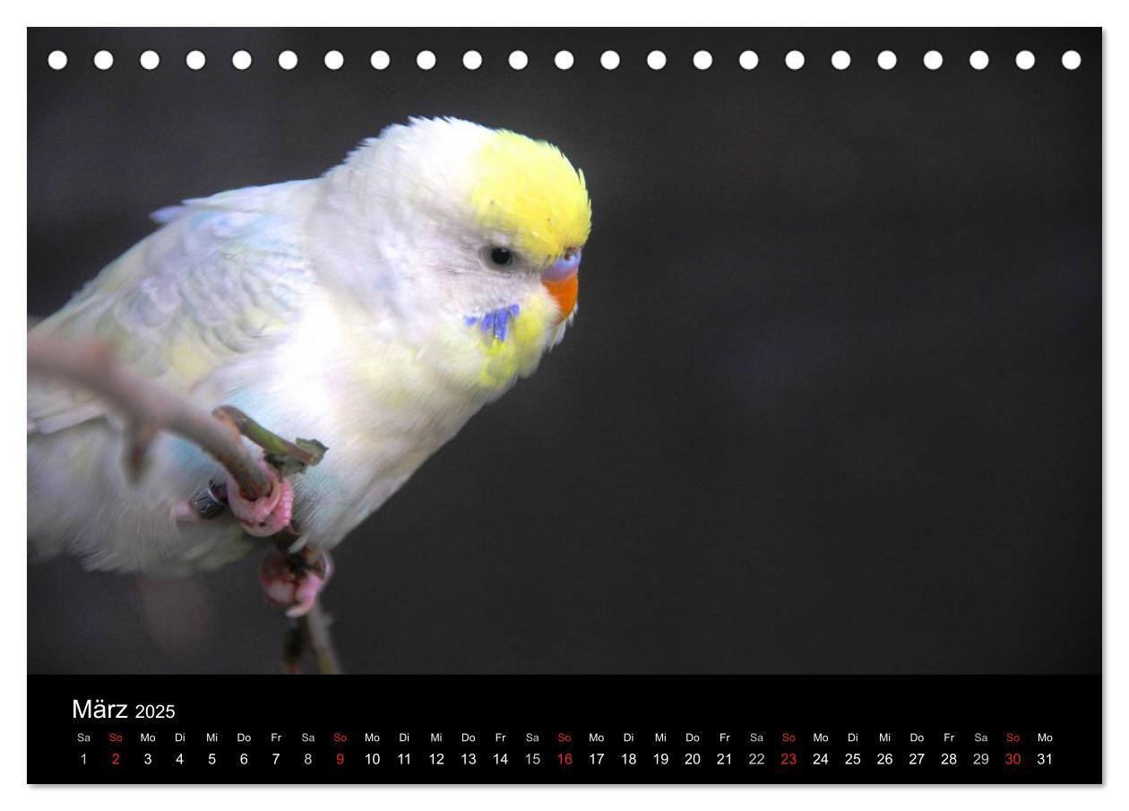 Bild: 9783435812158 | Wellensittiche - Naturkalender (Tischkalender 2025 DIN A5 quer),...