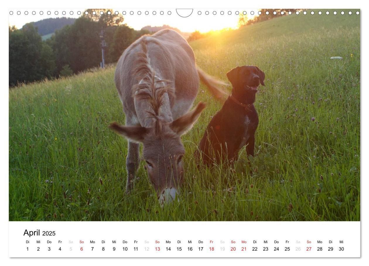 Bild: 9783435663378 | Bauernhoftiere (Wandkalender 2025 DIN A3 quer), CALVENDO...