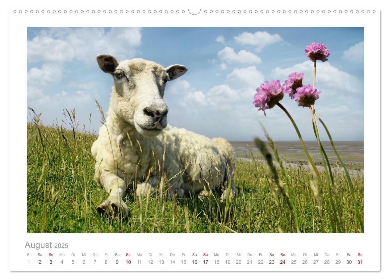 Bild: 9783435644520 | Nordsee Schafe (Wandkalender 2025 DIN A2 quer), CALVENDO...