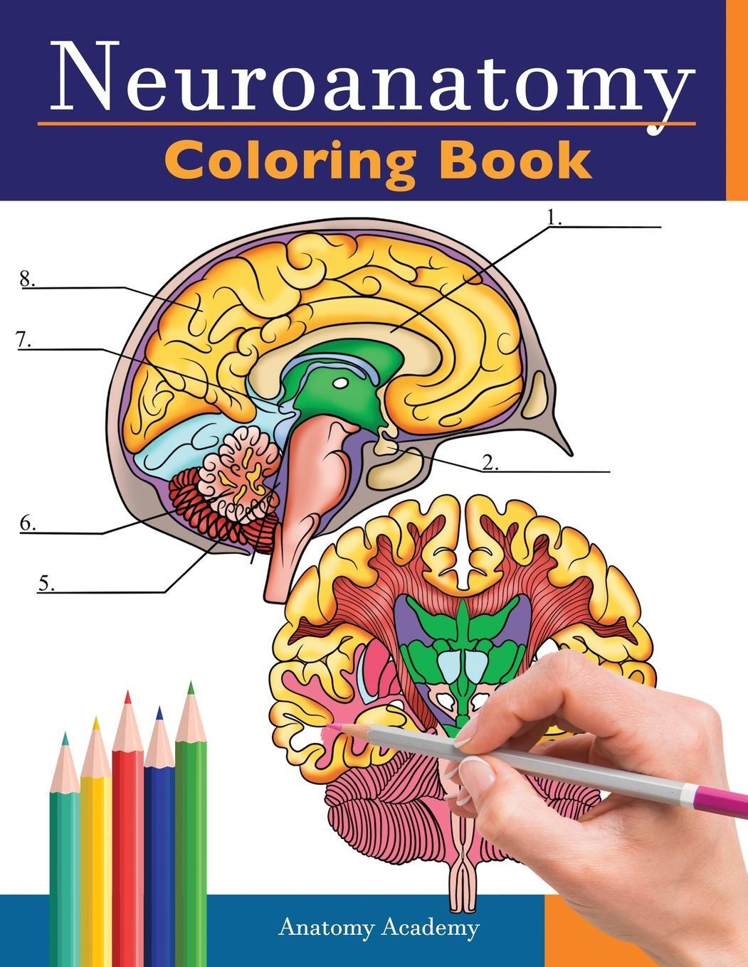 Cover: 9781838188610 | Neuroanatomy Coloring Book | Anatomy Academy | Taschenbuch | Paperback