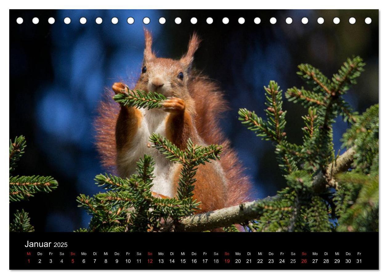 Bild: 9783435669271 | Mit dem Eichhörnchen durchs Jahr (Tischkalender 2025 DIN A5 quer),...