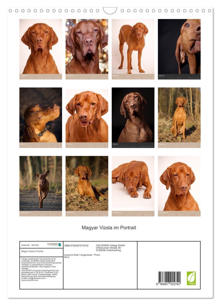 Bild: 9783457015742 | Magyar Vizsla im Portrait (Wandkalender 2025 DIN A3 hoch), CALVENDO...