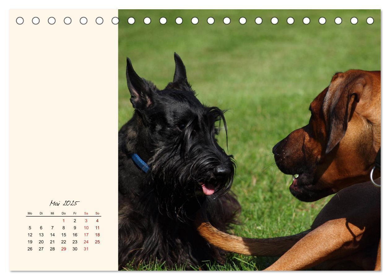 Bild: 9783435339372 | Scottish Terrier - Charmantes Rauhbein (Tischkalender 2025 DIN A5...