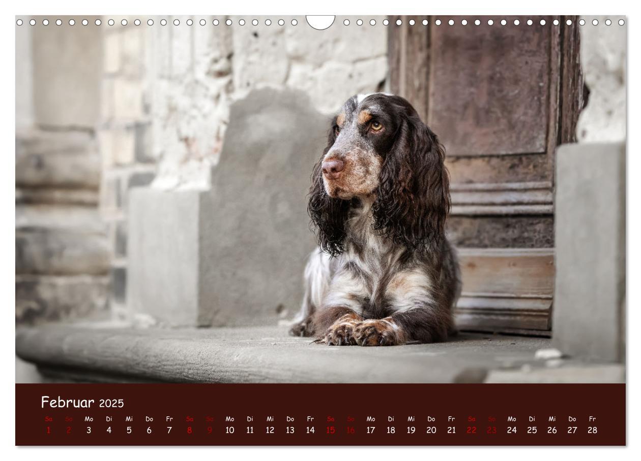 Bild: 9783383960314 | Englischer Cocker Spaniel (Wandkalender 2025 DIN A3 quer), CALVENDO...