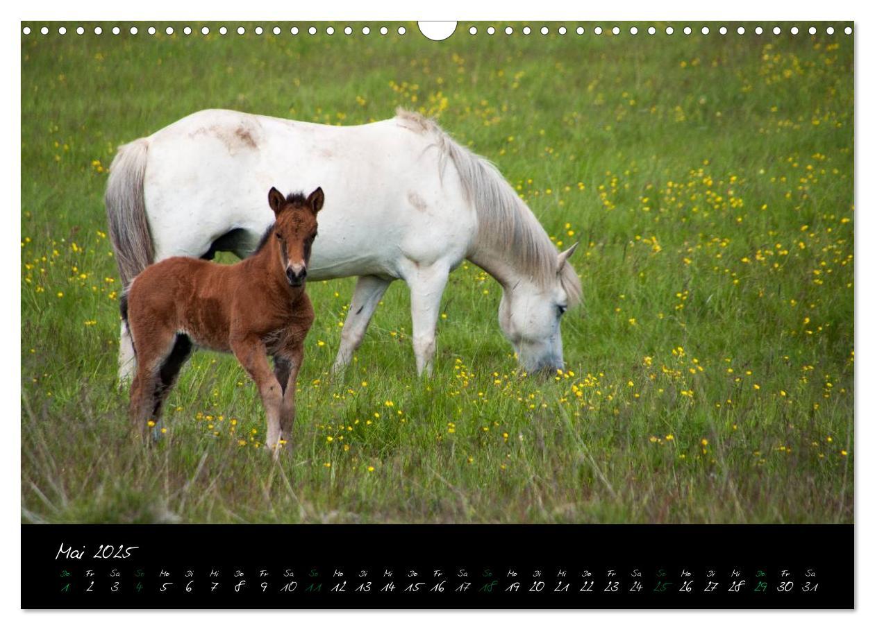 Bild: 9783435784493 | Charakterköpfe Islandpferde (Wandkalender 2025 DIN A3 quer),...