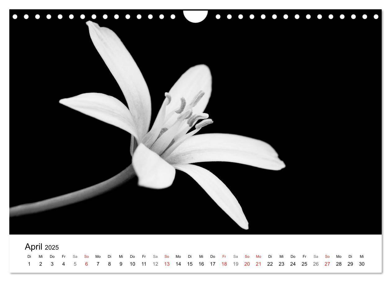 Bild: 9783435643356 | Blumen 2025, Schwarz-Weiß (Wandkalender 2025 DIN A4 quer), CALVENDO...