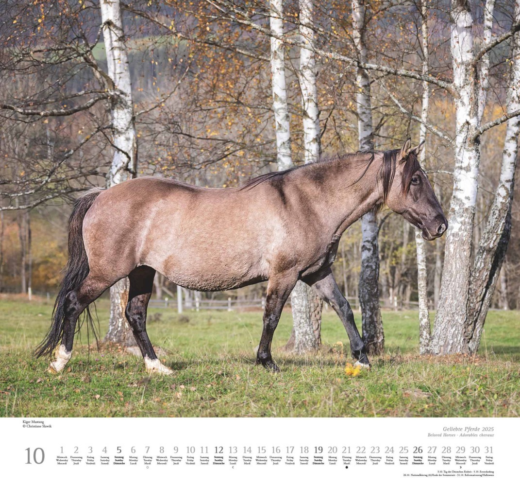 Bild: 4250809653891 | DUMONT - Geliebte Pferde 2025 Wandkalender, 38x35,5cm,...