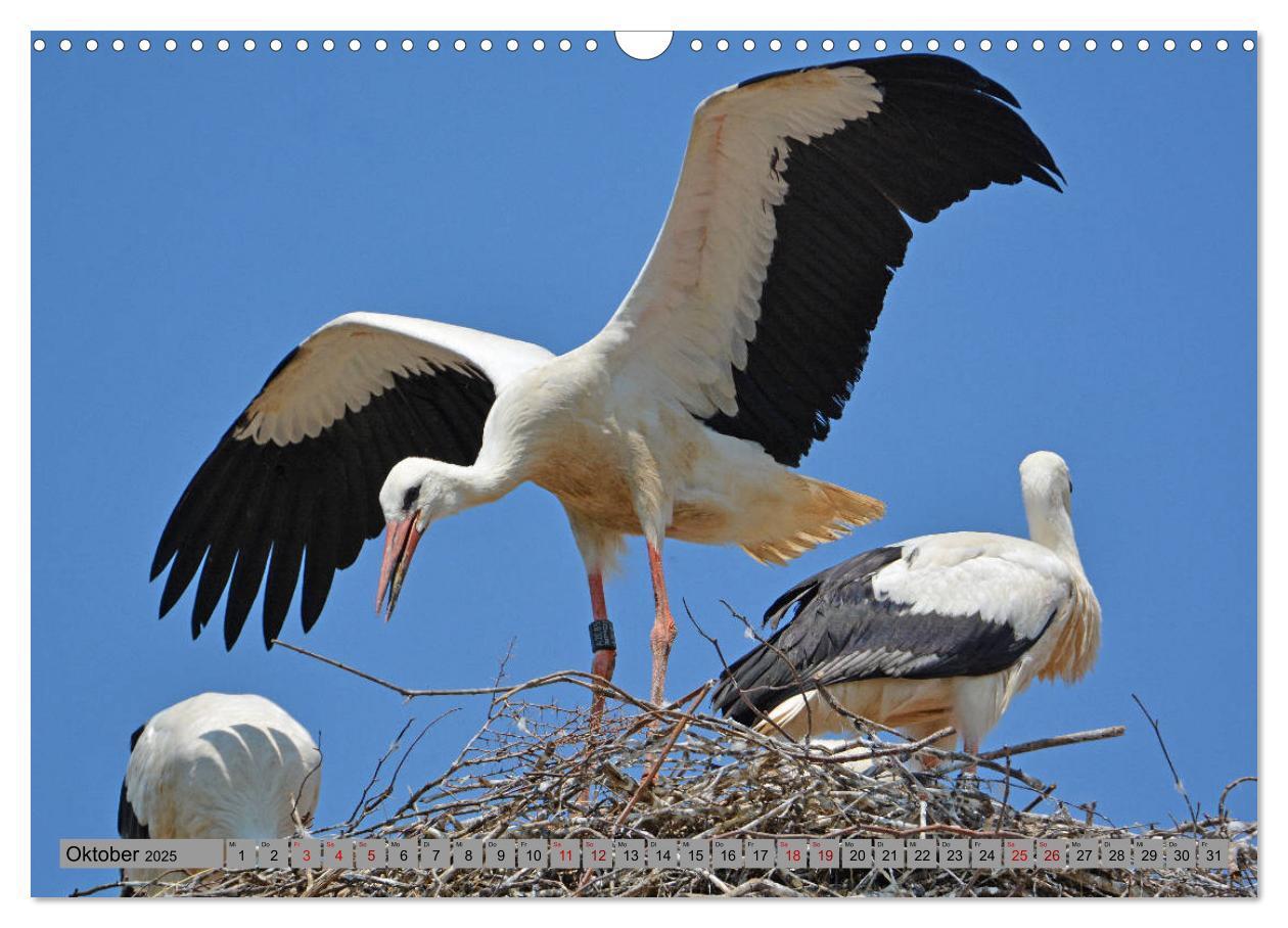 Bild: 9783435145348 | Zu Gast bei Familie Storch (Wandkalender 2025 DIN A3 quer),...