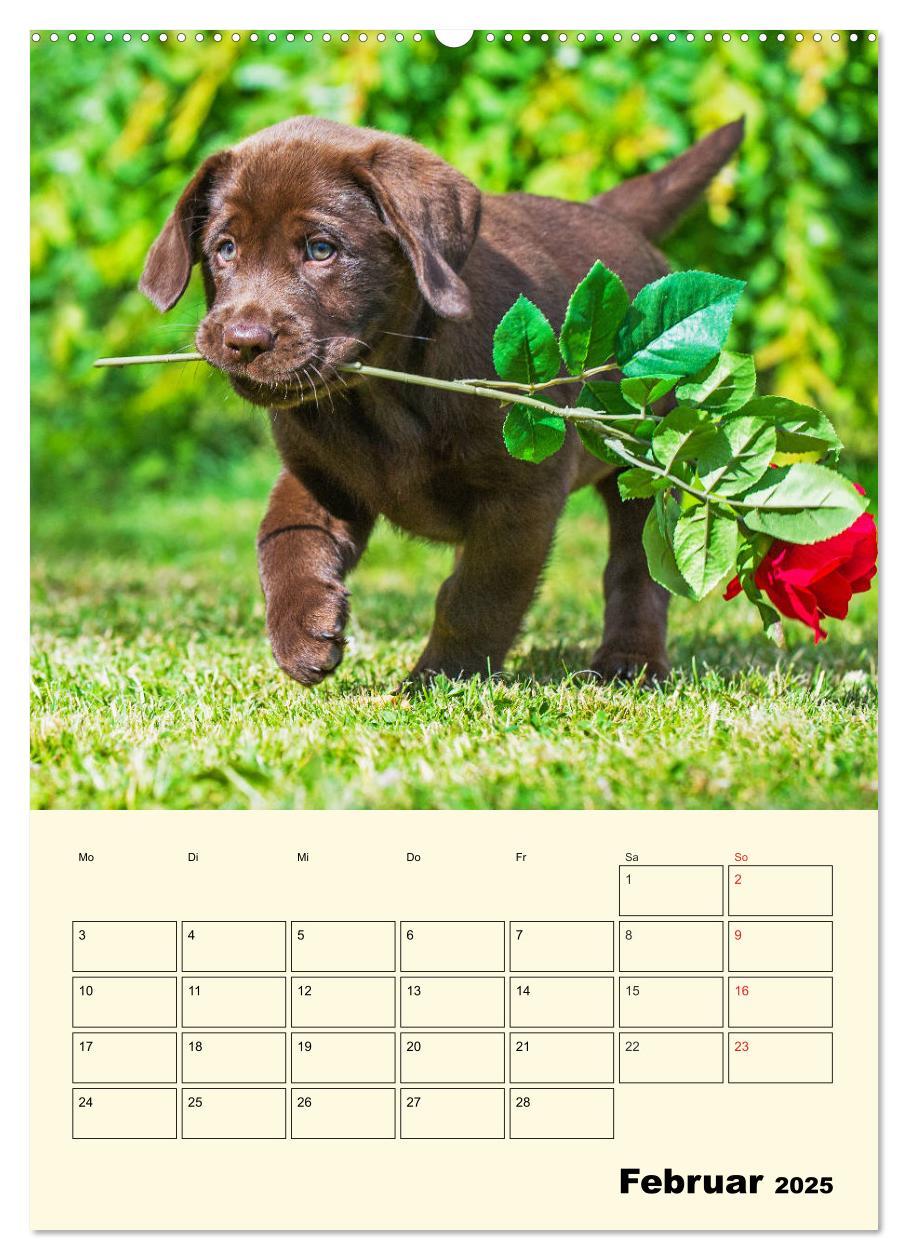 Bild: 9783435957675 | Familienplaner - Labrador Welpen entdecken die Welt (Wandkalender...