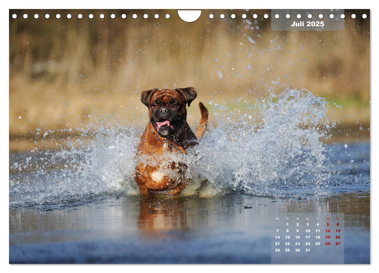 Bild: 9783435340507 | Typisch Boxer (Wandkalender 2025 DIN A4 quer), CALVENDO Monatskalender