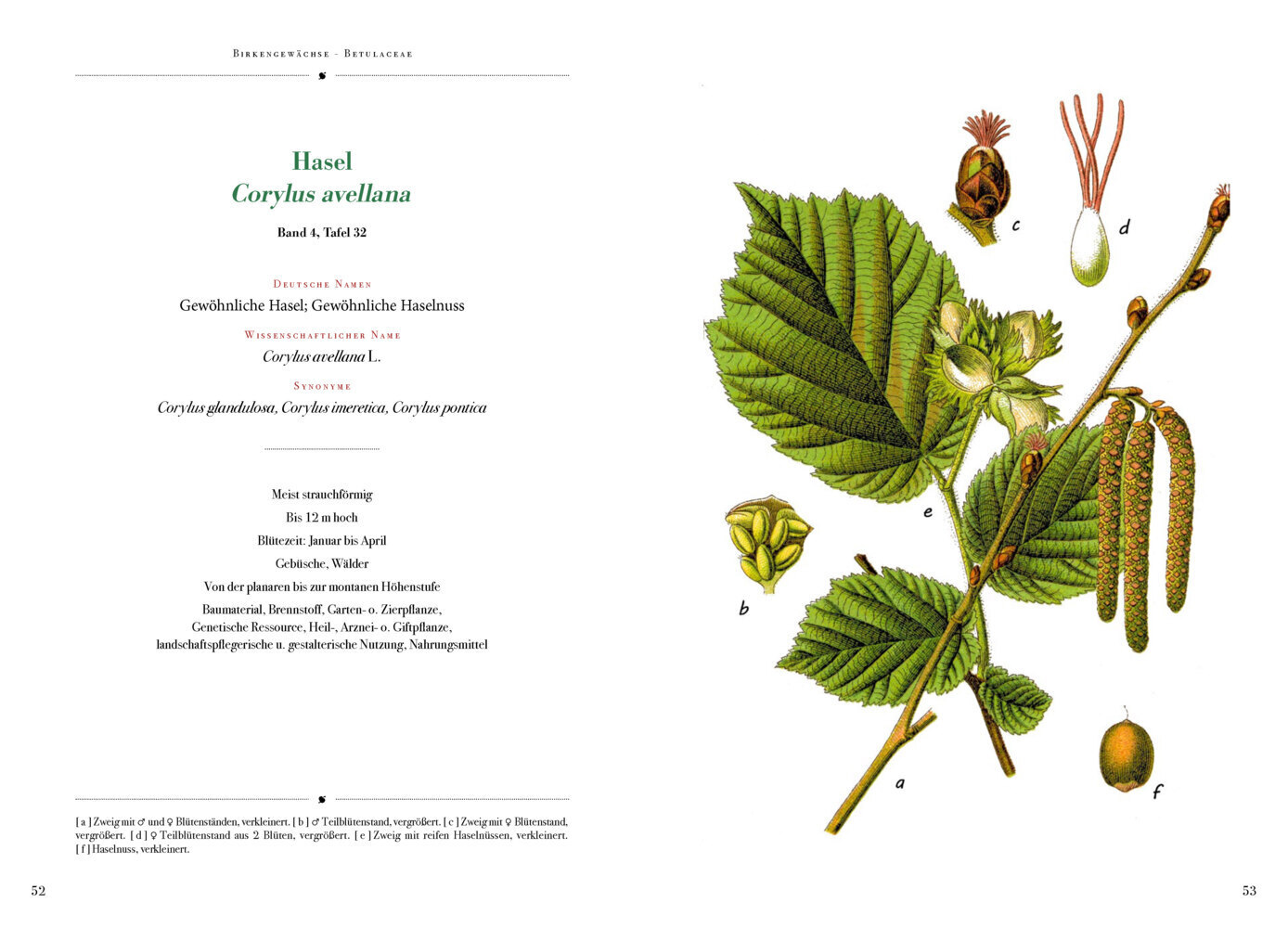 Bild: 9783968490144 | Jacob Sturm - Die Flora von Deutschland | Jacob Sturm | Buch | 224 S.