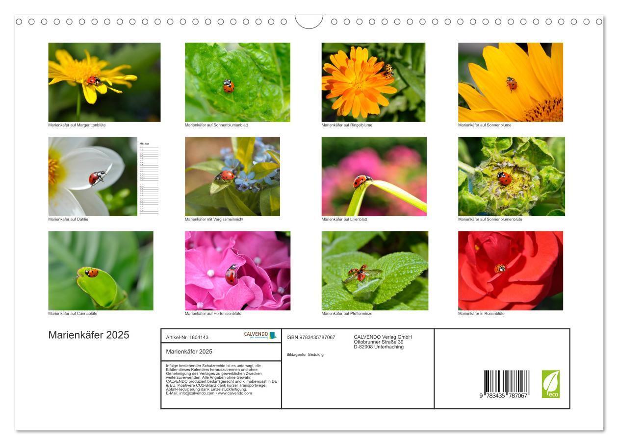 Bild: 9783435787067 | Marienkäfer 2025 (Wandkalender 2025 DIN A3 quer), CALVENDO...