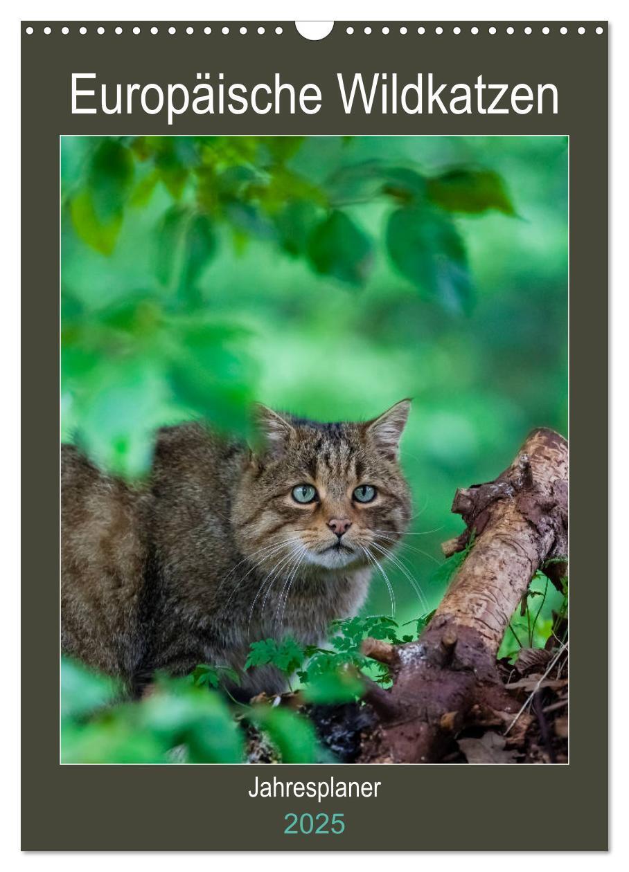 Cover: 9783435982882 | Europäische Wildkatzen - Jahresplaner (Wandkalender 2025 DIN A3...