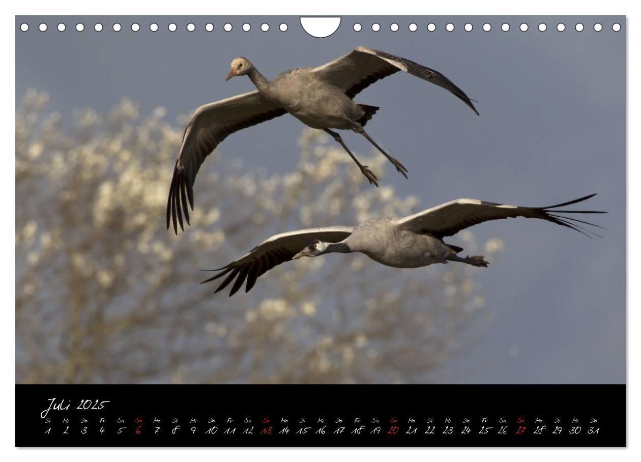 Bild: 9783435817054 | Kraniche - Vögel des Glücks (Wandkalender 2025 DIN A4 quer),...