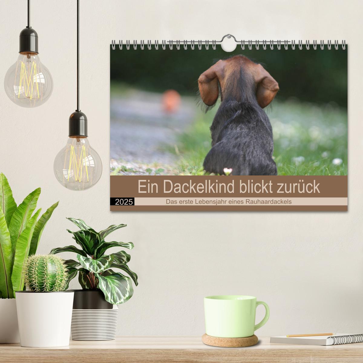 Bild: 9783435173419 | Ein Dackelkind blickt zurück (Wandkalender 2025 DIN A4 quer),...