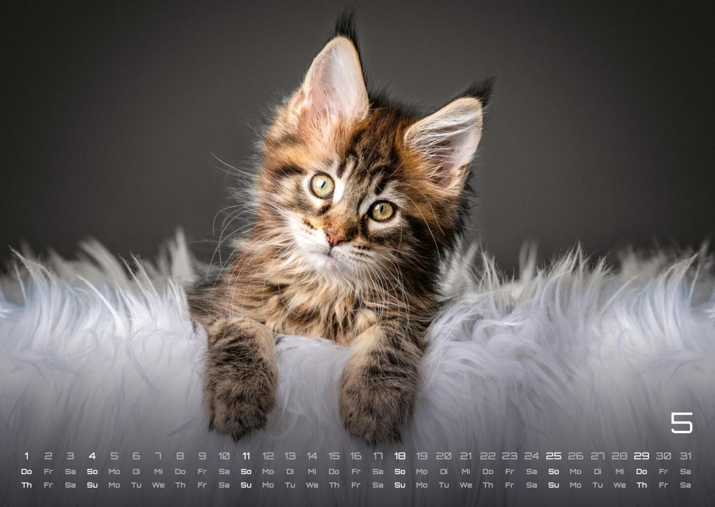 Bild: 9783986733872 | Miau Kids - kleine Tiger ganz groß - Der Katzenkalender - 2025 -...