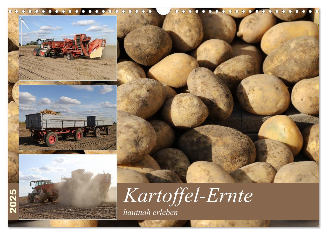 Cover: 9783435196388 | Kartoffel-Ernte - hautnah erleben (Wandkalender 2025 DIN A3 quer),...