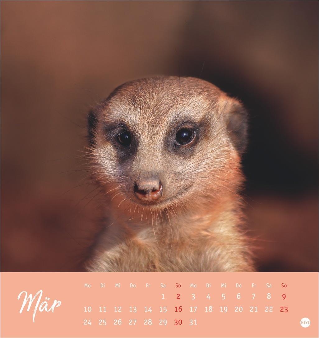 Bild: 9783756407163 | Erdmännchen Postkartenkalender 2025 | Heye | Kalender | Spiralbindung