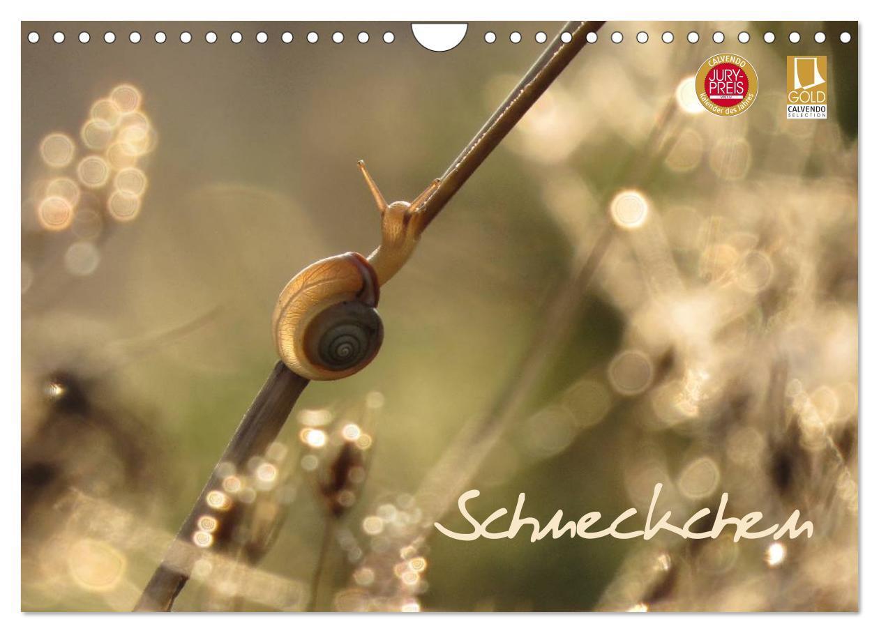 Cover: 9783383426759 | Schneckchen (Wandkalender 2024 DIN A4 quer), CALVENDO Monatskalender