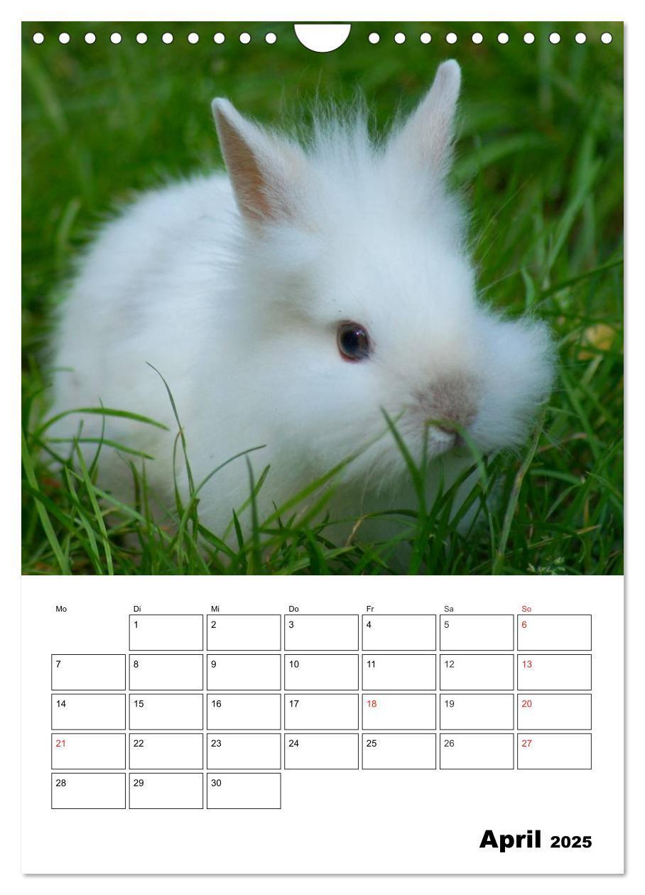 Bild: 9783457013236 | Kaninchen Terminplaner (Wandkalender 2025 DIN A4 hoch), CALVENDO...